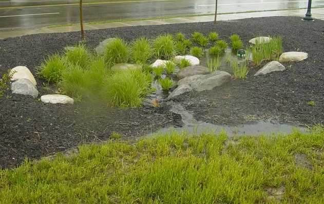 Landscape team installing planting in a city courtyard